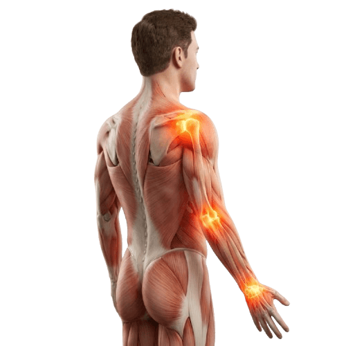 Human Anatomy - Rheumatology